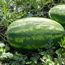 Ілювіум F1 насіння кавуна тип кр.св. середньораннього 70-75 дн. 11-13 кг овал. (LibraSeeds)