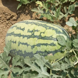 Драгон F1 семена арбуза тип Тайгер среднераннего 70-75 дн. 11-13 кг овал. (LibraSeeds)