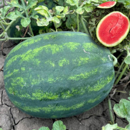 Люмен F1 насіння кавуна безнасіневого тип кр.св. раннього 62-68 дн. 5-7 кг овал. (LibraSeeds)