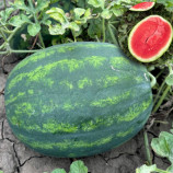 Люмен F1 насіння кавуна безнасіневого тип кр.св. раннього 62-68 дн. 5-7 кг овал. (LibraSeeds)