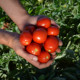 НМ 5900 F1 семена томата дет. среднего 80-90 дн. слив. 75-80 гр. красный (Clause)
