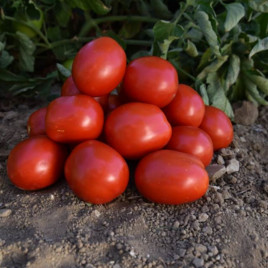 НМ 5900 F1 насіння томату дет. середнього 80-90 дн. слив. 75-80 гр. червоний (Clause)
