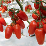 Айдар F1 семена томата индет. среднего 110-115 дн. перц. слив. 140-160 гр. красный (Clause)