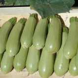 Асма F1 семена кабачка (Clause)