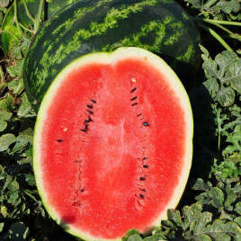 Кавун Лівія F1