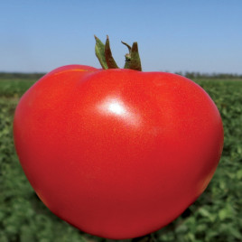 Акела F1 семена томата дет. (Clause)