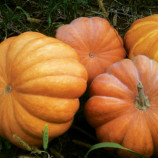 Мускат де Прованс семена тыквы мускатной среднепоздней 120 дн. 8-10 кг (Clause)