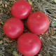 Фенда F1 семена томата индет. розового (Clause)