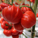 Сарра F1 семена томата индет. ультрараннего 60-65 дн. сердц. 250-300 гр. красный (Clause)