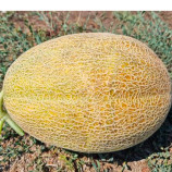 Мегарин F1 насіння дині тип Ананас середньопізно 3,5-8 кг овал. оран./св.-зел. (Leda Agro)