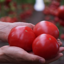 Макан F1 семена томата полудет. раннего 200-250 гр. окр. роз. (Clause)