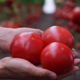  Макан F1 семена томата полудет. раннего 200-250 гр. окр. роз. (Clause)