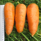 Болтекс семена моркови Шантане (Clause)