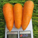Болтекс семена моркови Шантане средней 110-120 дн. (Clause)