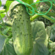 семена огурца регал f1