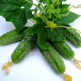 Регал F1 семена огурца пчелоопыляемого (Clause)