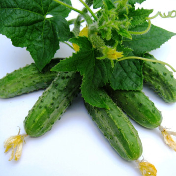 Регал F1 семена огурца пчелоопыляемого (Clause)
