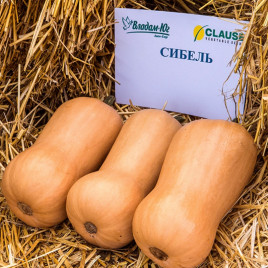 тыква сибель f1