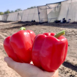 Амарок F1 семена перца сладкого среднего 85 дн. (Clause)