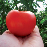 Томат Кристал F1 