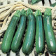 Тармино F1 семена цуккини раннего 40-45 дн. темно-зеленого (Clause)