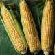 Кукуруза суперсладкая Камберленд F1