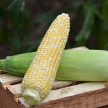 Кукурудза суперсолодка Камберленд F1 