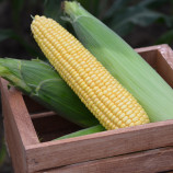 Турбин F1 семена кукурузы суперсладкой Sh2 ранней 70-72дн. 20-22см 16-18р. (Clause)