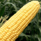 Турбин F1 семена кукурузы суперсладкой Sh2 ранней 70-72дн. 20-22см 16-18р. (Clause)