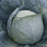 Браво F1 семена капусты б/к средней (Clause)