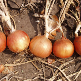 Іспаньол насіння цибулі ріпчастої (Clause)