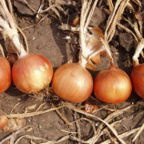 Іспаньол насіння цибулі ріпчастої (Clause)