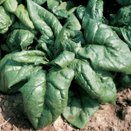 Лагос семена шпината (Clause)