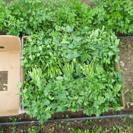 Новас семена петрушки листовой (Clause)