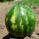 Целін F1 насіння кавуна типу Крімсон Світ раннього 8-10 кг (Clause)