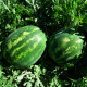 Целін F1 насіння кавуна типу Крімсон Світ раннього 8-10 кг (Clause)