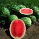 Целін F1 насіння кавуна типу Крімсон Світ раннього 8-10 кг (Clause)