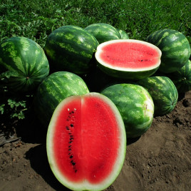 Целін F1 насіння кавуна типу Крімсон Світ раннього 8-10 кг (Clause)