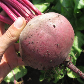 Детройт насіння буряка столового (Clause)