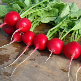 Джоли семена редиса (Clause) 