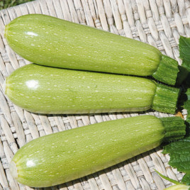 Дония F1 семена кабачка (Clause)