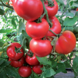 Ханни Мун F1 семена томата индет. розового (Clause)