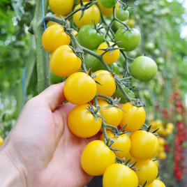 Голдвін F1 насіння томату індет. черрі раннього 95-105 дн. окр. 20-25 гр. жовт. (Clause)