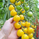 Голдвин F1 семена томата индет. черри раннего 95-105 дн. окр. 20-25 гр. желт. (Clause)