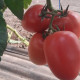 Конго F1 семена томата индет. среднераннего 65-70 дн. слив. 160-180 гр. малин. (Clause)