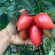 Конго F1 семена томата индет. среднераннего 65-70 дн. слив. 160-180 гр. малин. (Clause)