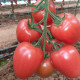 Конго F1 семена томата индет. среднераннего 65-70 дн. слив. 160-180 гр. малин. (Clause)