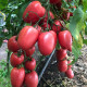 Конго F1 семена томата индет. среднераннего 65-70 дн. слив. 160-180 гр. малин. (Clause)