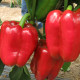 Соломон F1 насіння перцю солодкого раннього 65-70 дн (Clause)