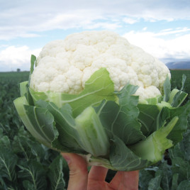 Ардент F1 семена капусты цветной средней 75-80 дн. 1,5-2 кг бел. (Clause)